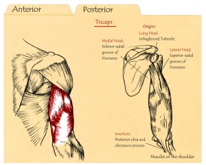 Interactive Educational Module: Muscles of the Shoulder – Amber Luning